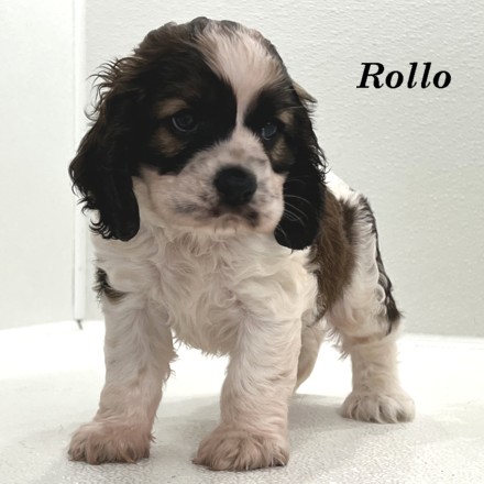 puppy, for, sale, Cocker Spaniel, Joe & Cherri  Overlease, dog, breeder, Miller, MO, dog-breeder, puppy-for-sale, forsale, nearby, find, puppyfind, locator, puppylocator, aca